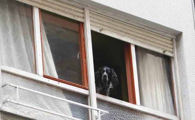 Un perro asomado ayer a una ventana en la calle Jiménez Díaz. 