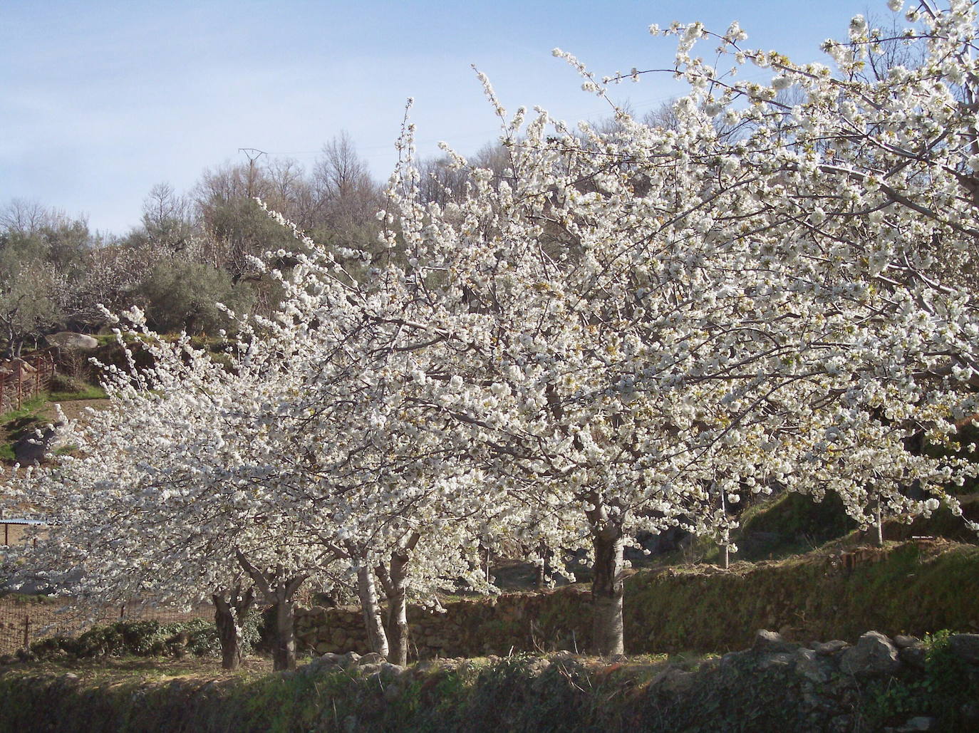 Fotos: La floración de los cerezos del Jerte siempre ha sido un espectáculo para la vista