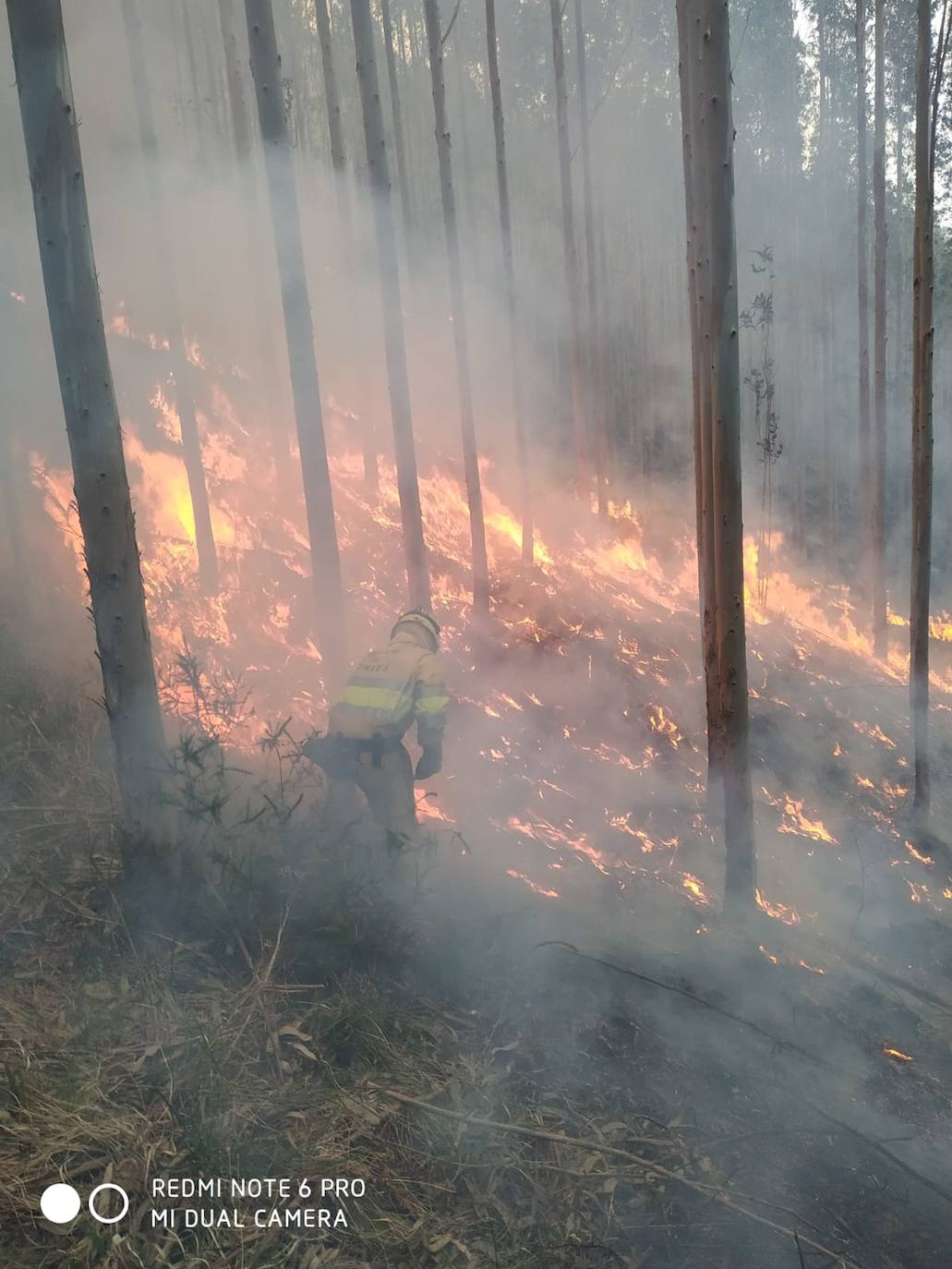 Fotos: Desde ayer se han provocado 11 incendios forestales en pleno estado de alarma