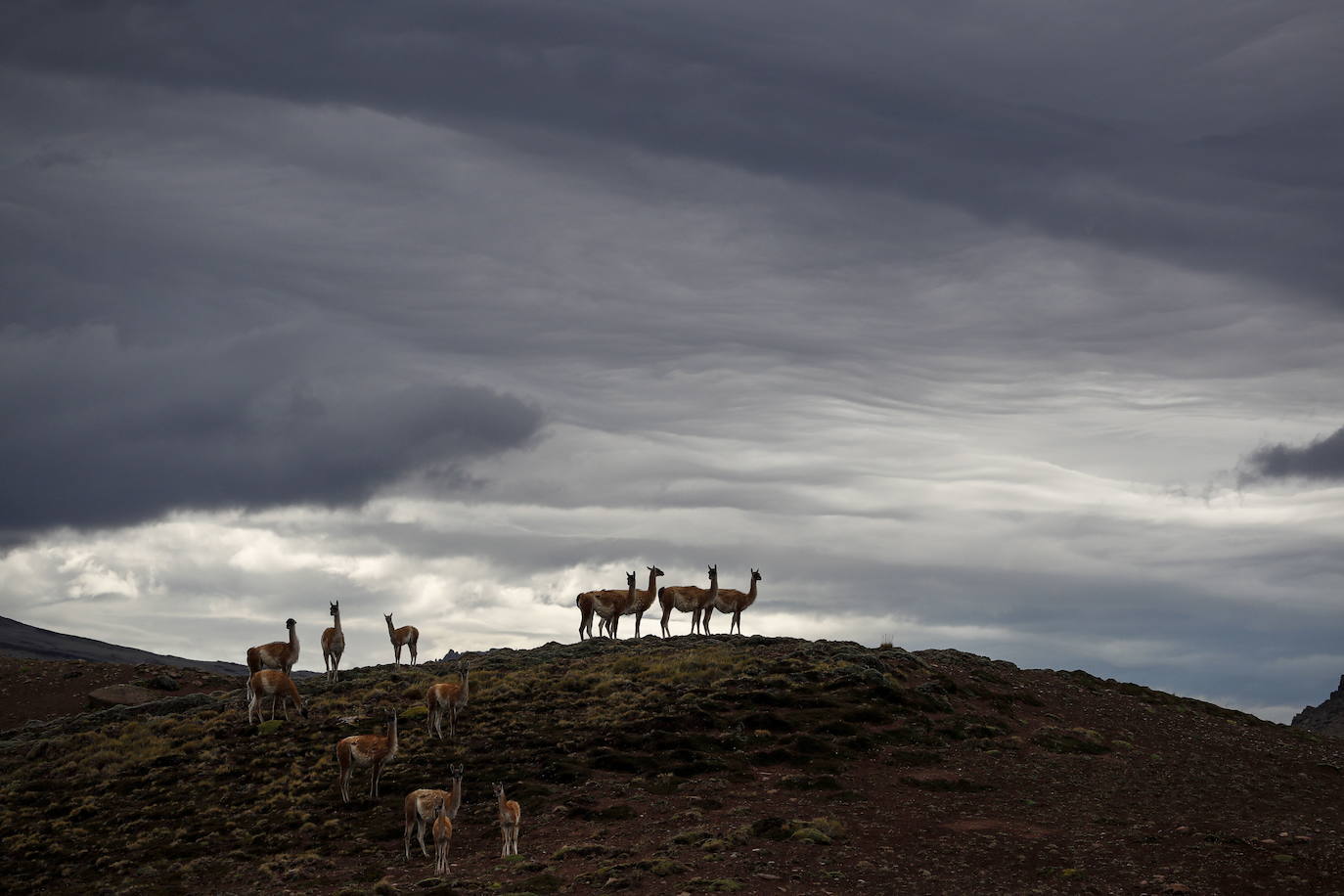 Un grupo de guanacos, un camélido parecido a una llama nativo de América del Sur, en la cima de una colina en el Valle de Las Chinas, en la Patagonia chilena