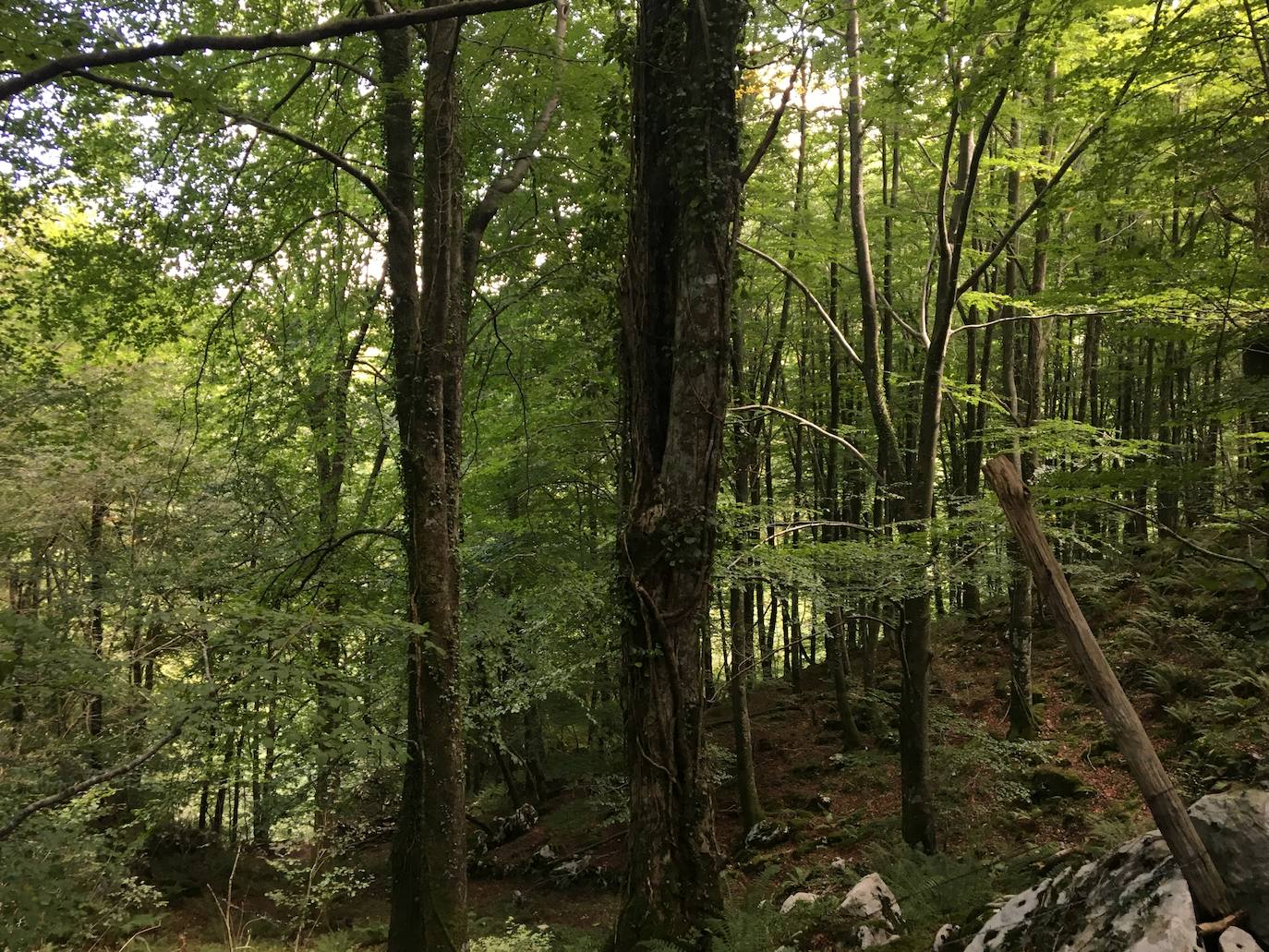 Fotos: Un pequeño recorrido por el Macizo de las Enguinzas, en el Valle del Miera