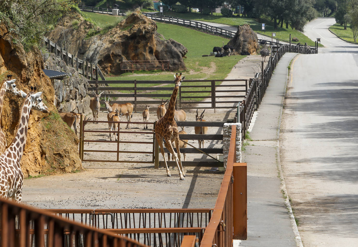 Fotos: Cabárceno y sus animales viven su Semana Santa mas extraña y solitaria