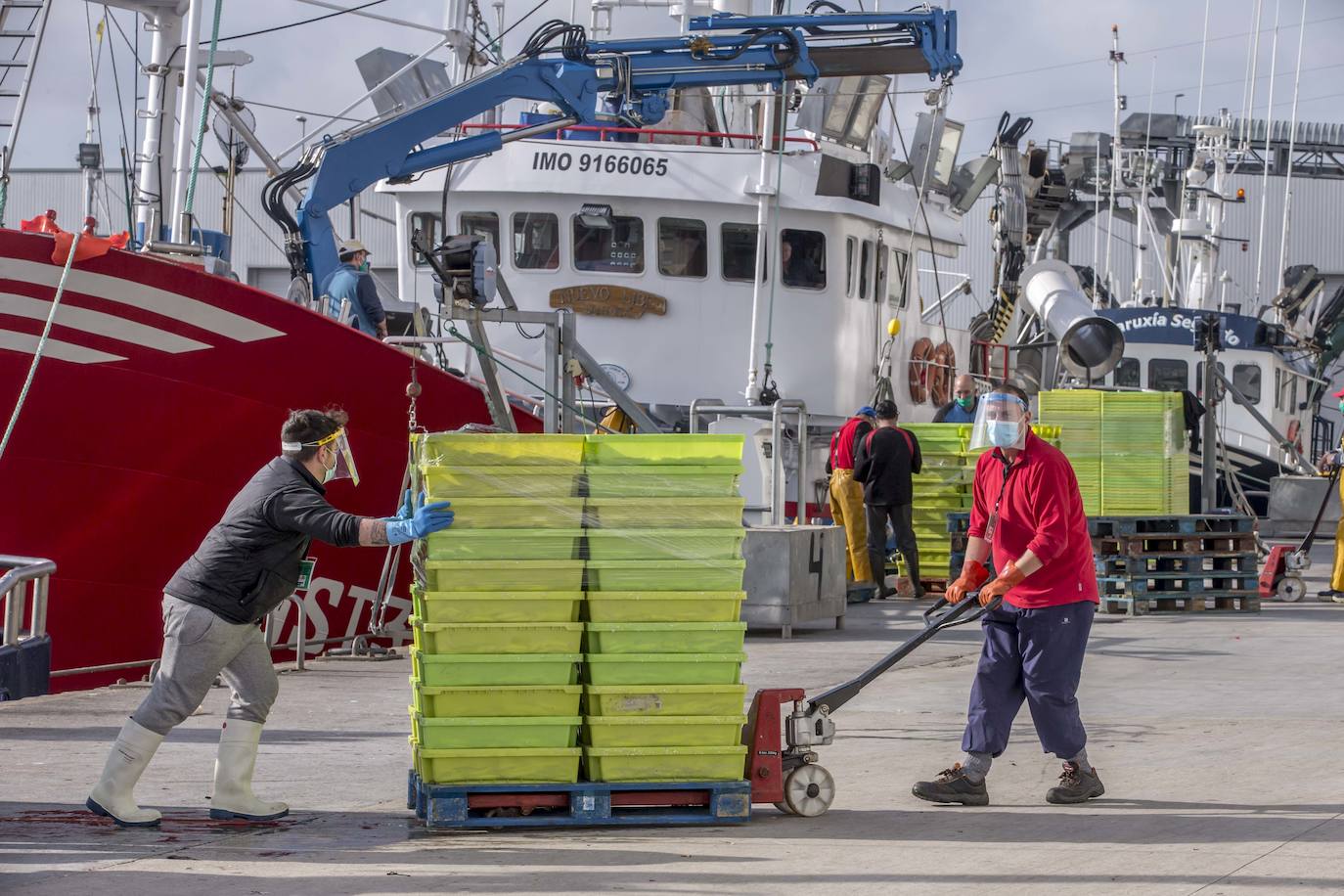 En su primer día de costera, la flota se encontró con abundate pescado a pocas millas de la costa oriental. Las lonjas de Santoña y Laredo subastaron 500 toneladas