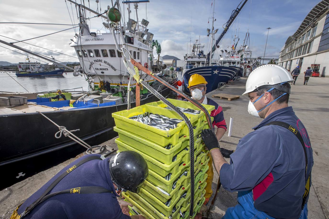 En su primer día de costera, la flota se encontró con abundate pescado a pocas millas de la costa oriental. Las lonjas de Santoña y Laredo subastaron 500 toneladas