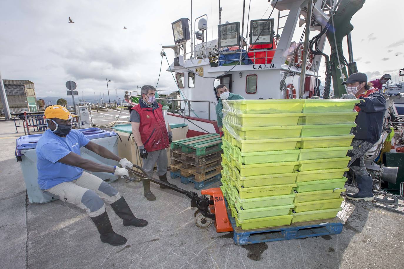 En su primer día de costera, la flota se encontró con abundate pescado a pocas millas de la costa oriental. Las lonjas de Santoña y Laredo subastaron 500 toneladas