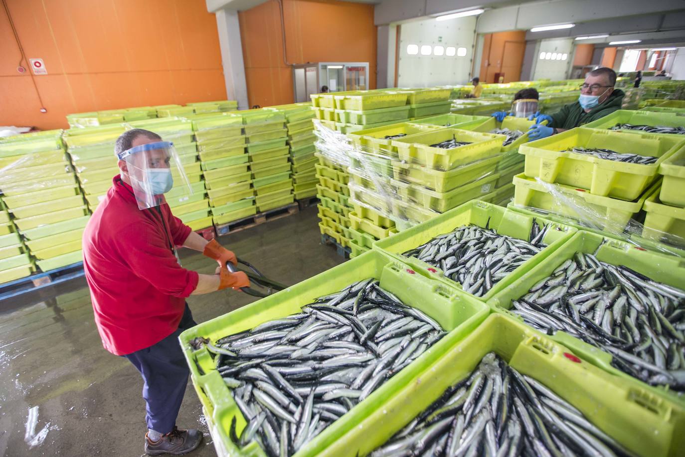 En su primer día de costera, la flota se encontró con abundate pescado a pocas millas de la costa oriental. Las lonjas de Santoña y Laredo subastaron 500 toneladas