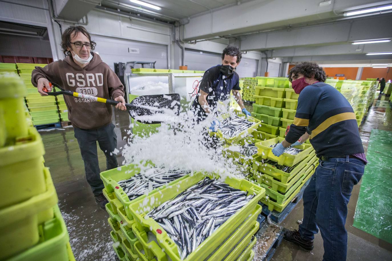 En su primer día de costera, la flota se encontró con abundate pescado a pocas millas de la costa oriental. Las lonjas de Santoña y Laredo subastaron 500 toneladas