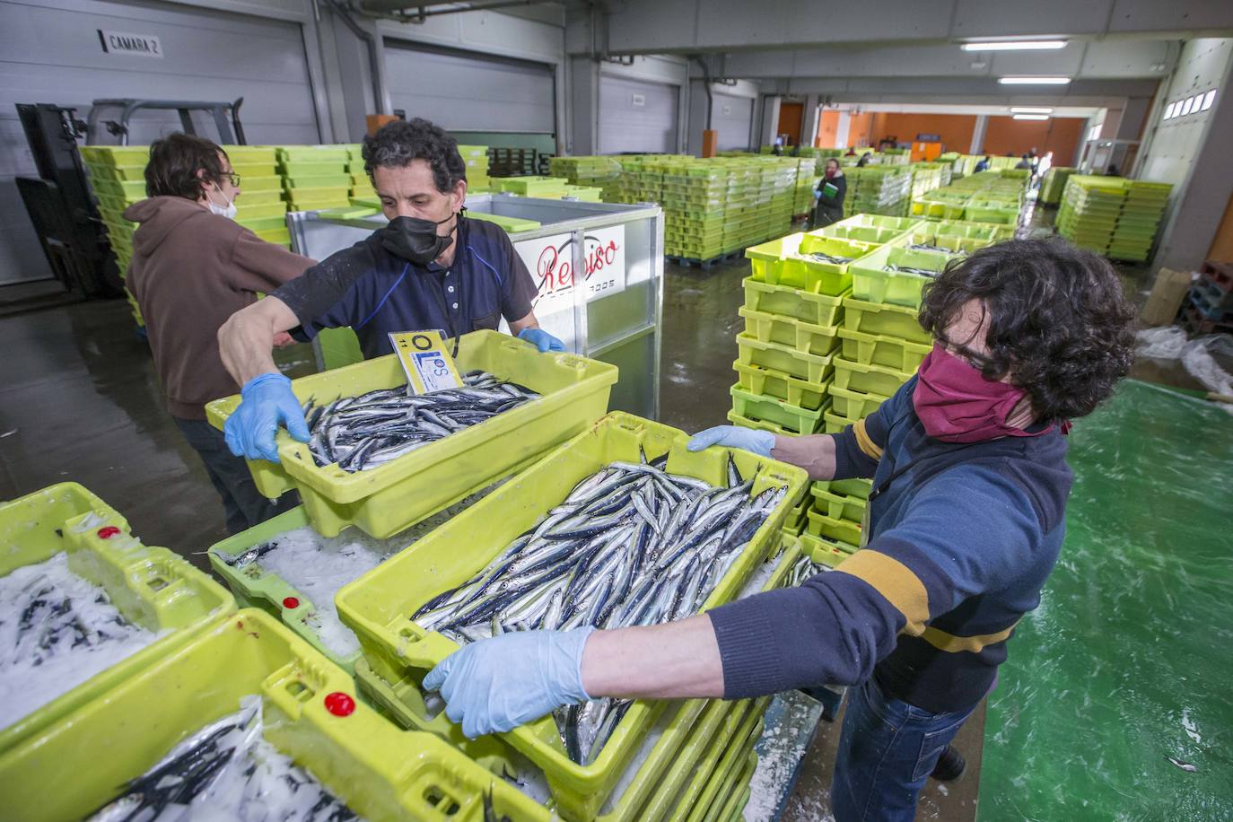 En su primer día de costera, la flota se encontró con abundate pescado a pocas millas de la costa oriental. Las lonjas de Santoña y Laredo subastaron 500 toneladas