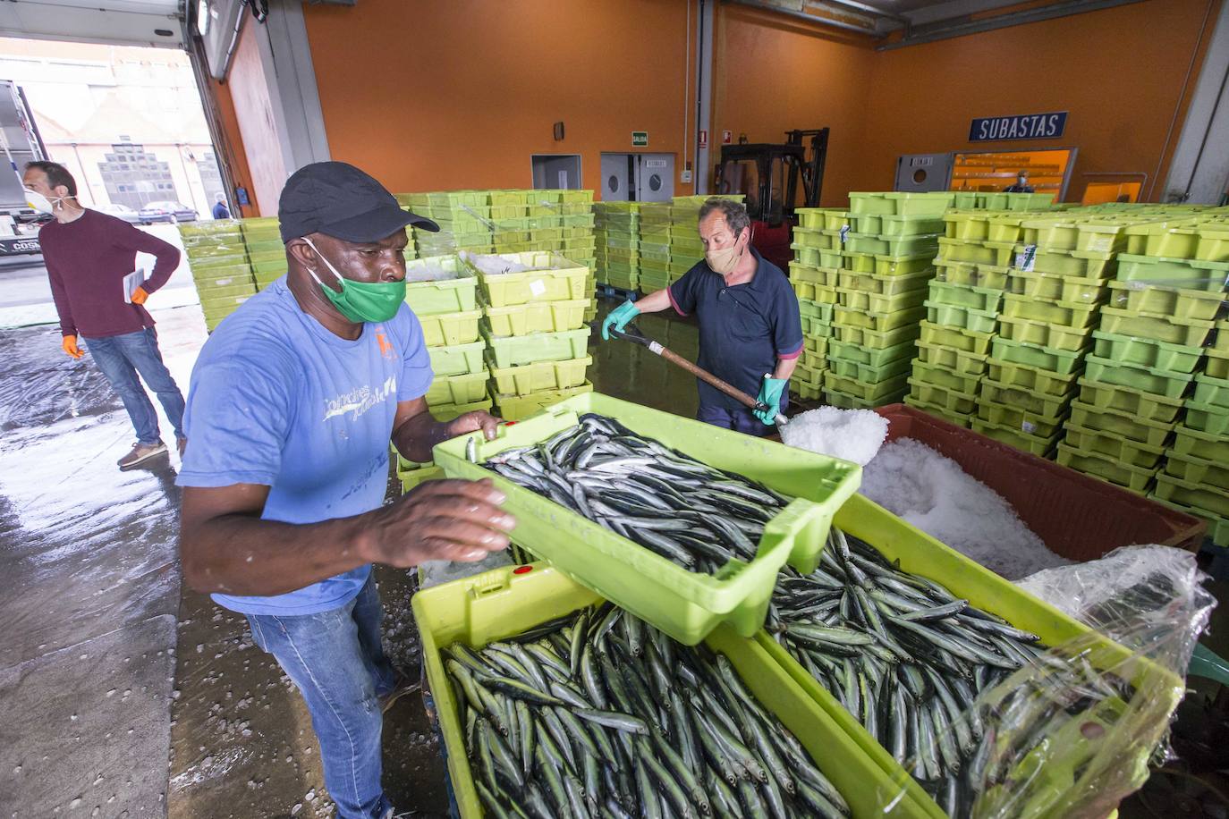 En su primer día de costera, la flota se encontró con abundate pescado a pocas millas de la costa oriental. Las lonjas de Santoña y Laredo subastaron 500 toneladas