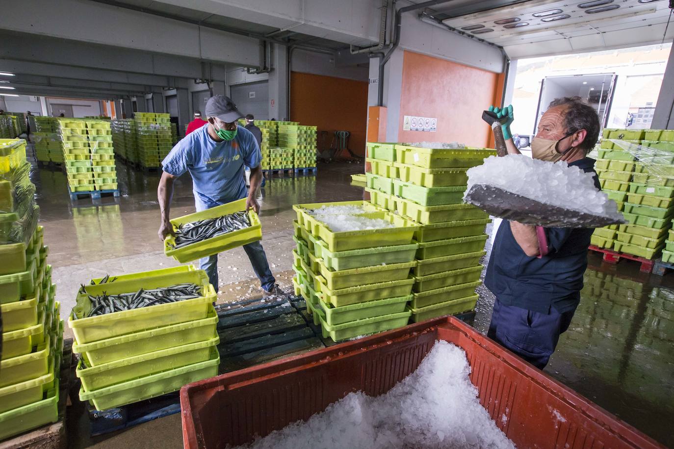 En su primer día de costera, la flota se encontró con abundate pescado a pocas millas de la costa oriental. Las lonjas de Santoña y Laredo subastaron 500 toneladas