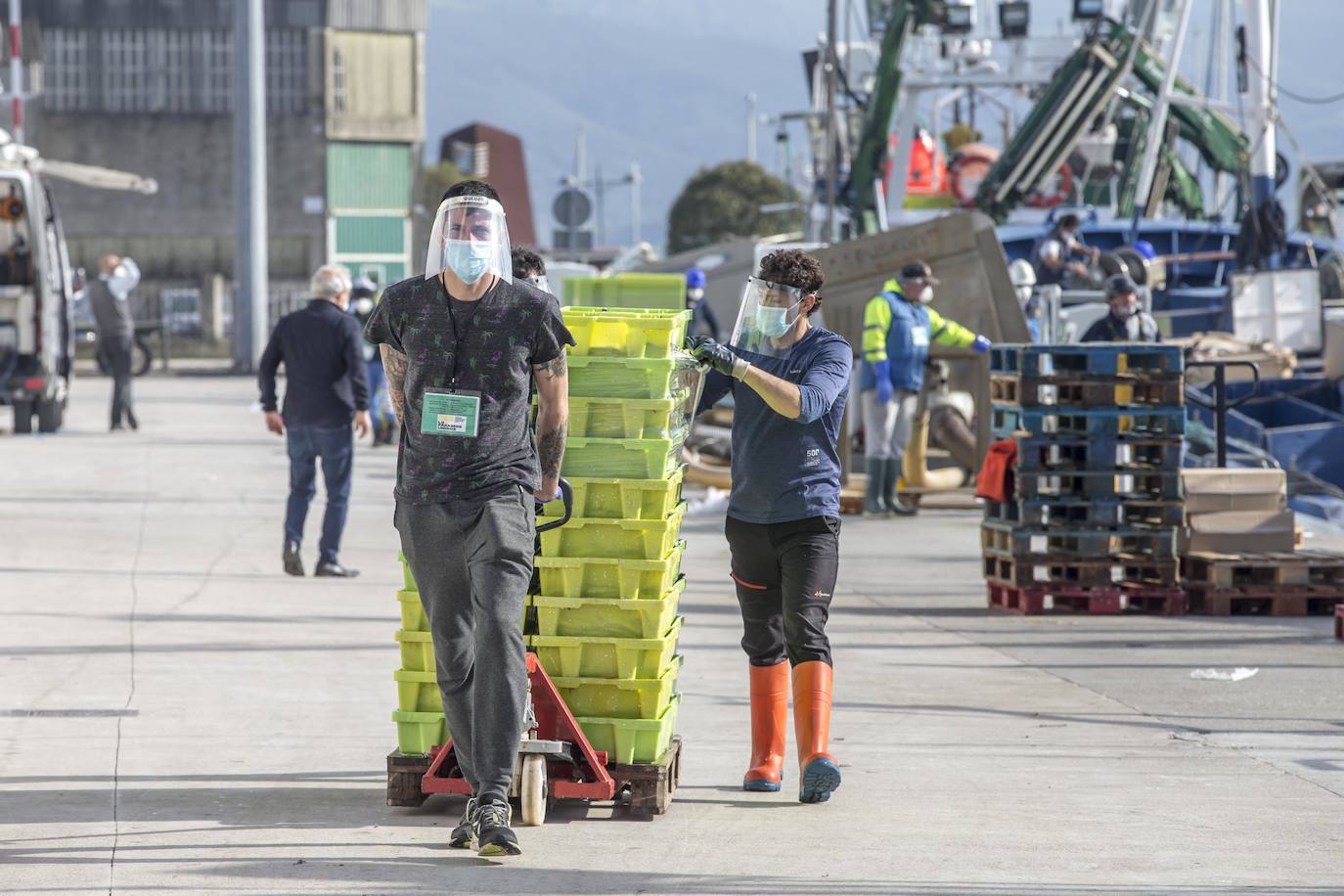 En su primer día de costera, la flota se encontró con abundate pescado a pocas millas de la costa oriental. Las lonjas de Santoña y Laredo subastaron 500 toneladas