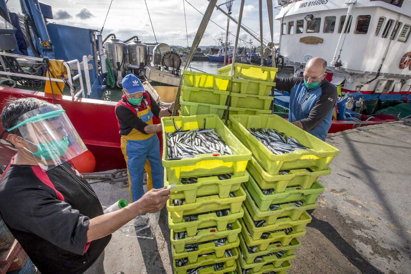 En su primer día de costera, la flota se encontró con abundate pescado a pocas millas de la costa oriental. Las lonjas de Santoña y Laredo subastaron 500 toneladas