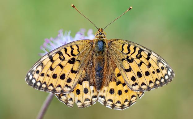 Lopinga achine es conocida como la «mariposa bandera».