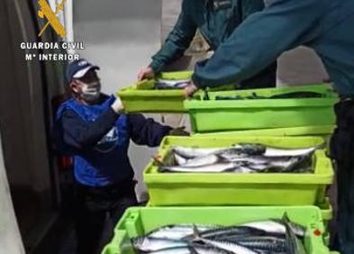 Imagen secundaria 1 - La Guardia Civil entrega media tonelada de pescado intervenido al banco de alimentos