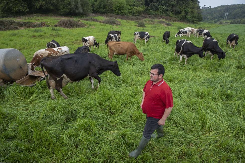 Luis David Hernández, uno de los gerentes de la ganadería, controla a alguna de sus vacas en sus prados de Revilla de Camargo. 