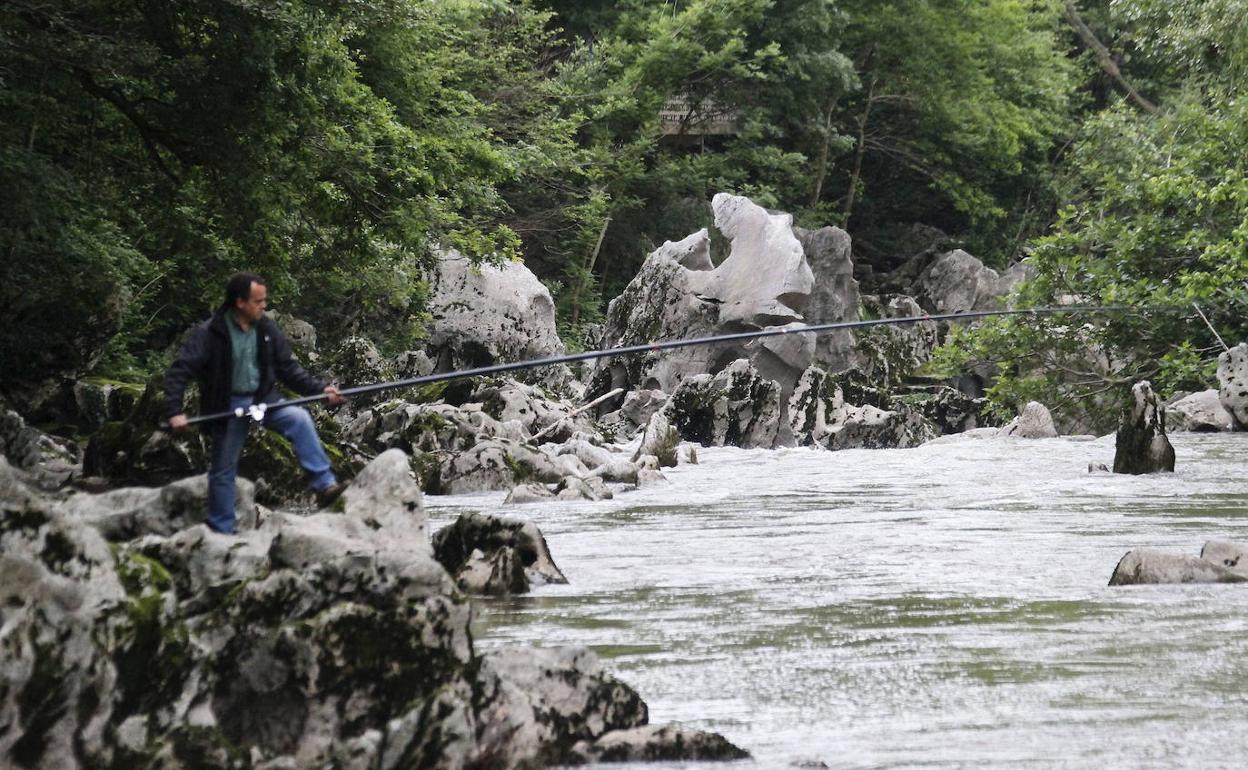 Pescador en el río Pas.