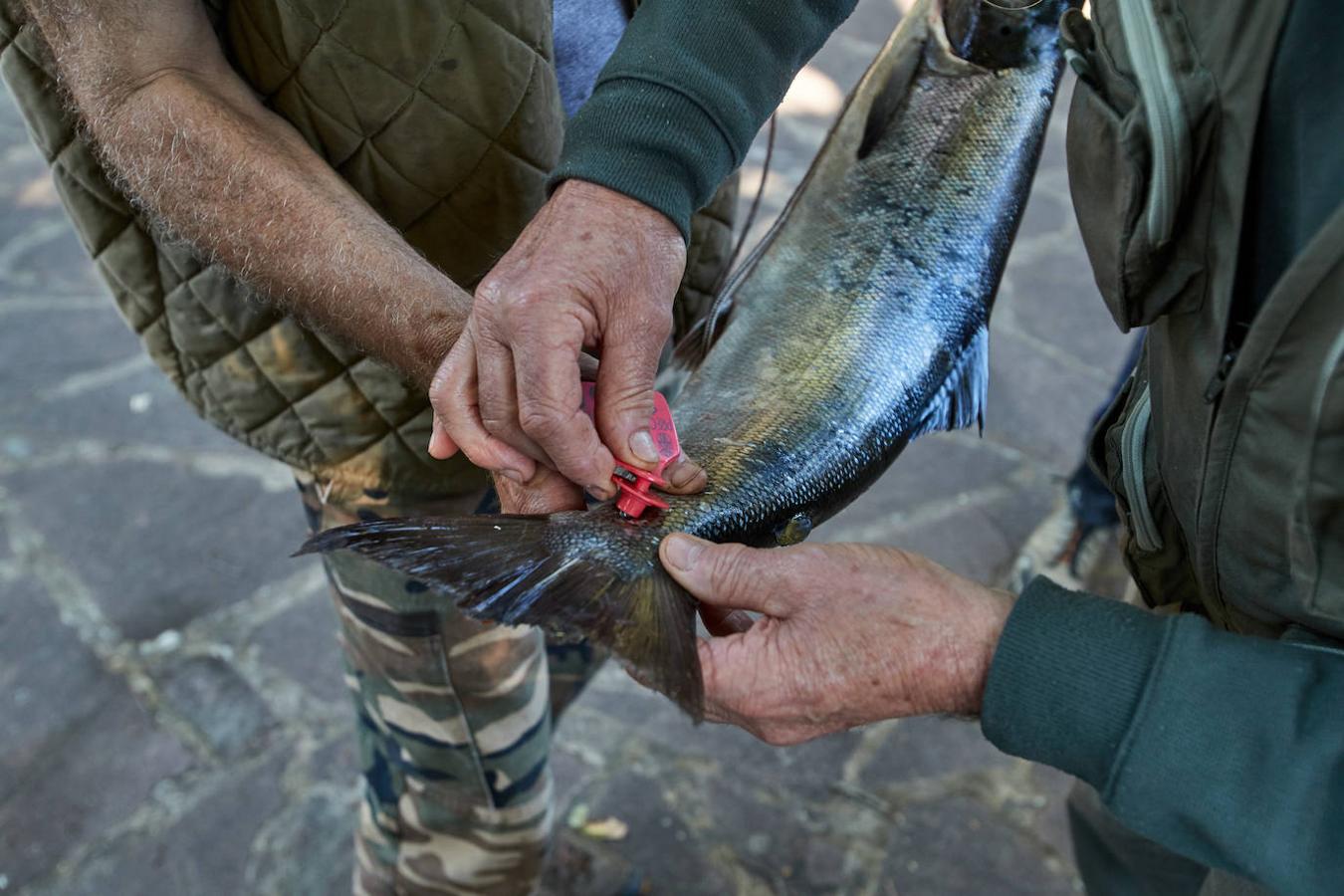 Fotos: Los pescadores vuelven a los ríos