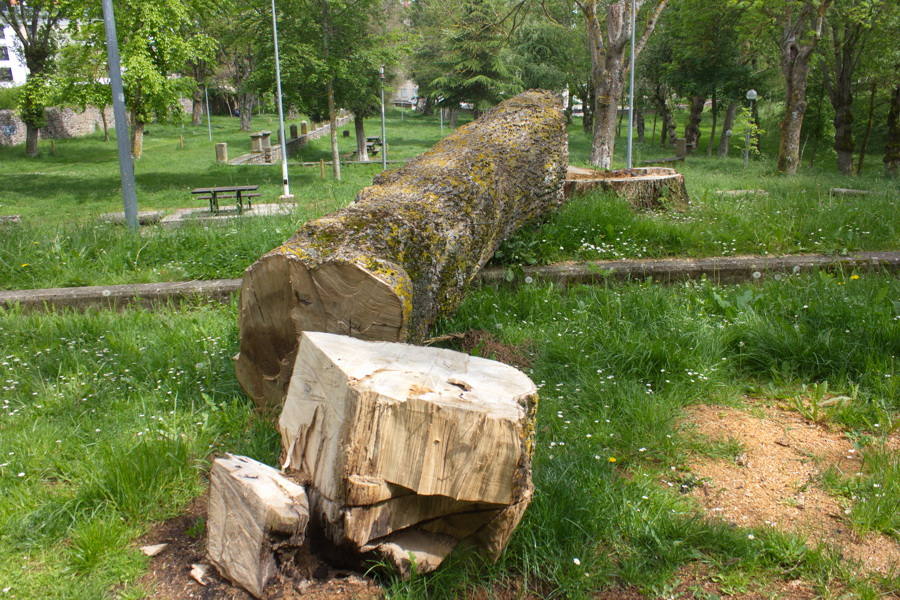Uno de los fresnos talados en el Parque de las Fuentes de Reinosa.