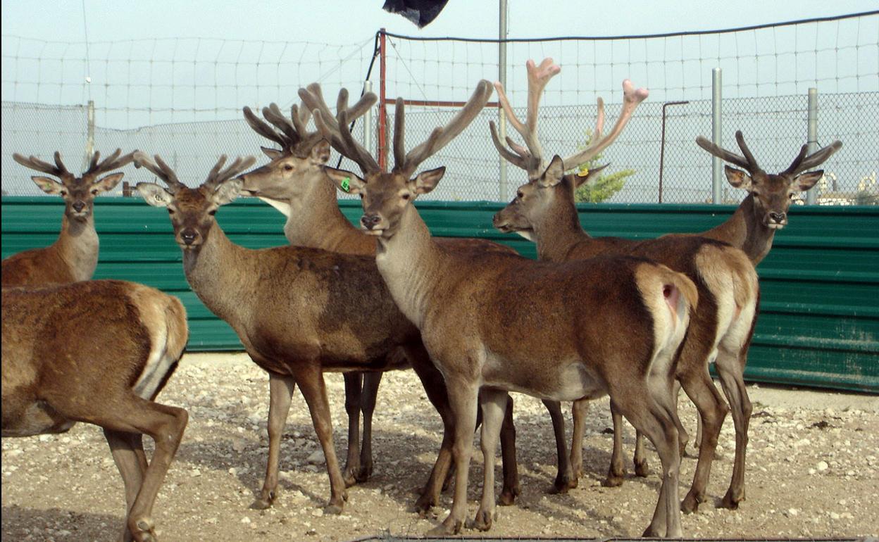 Científicos consiguen producir embriones de ciervo a partir de animales muertos  