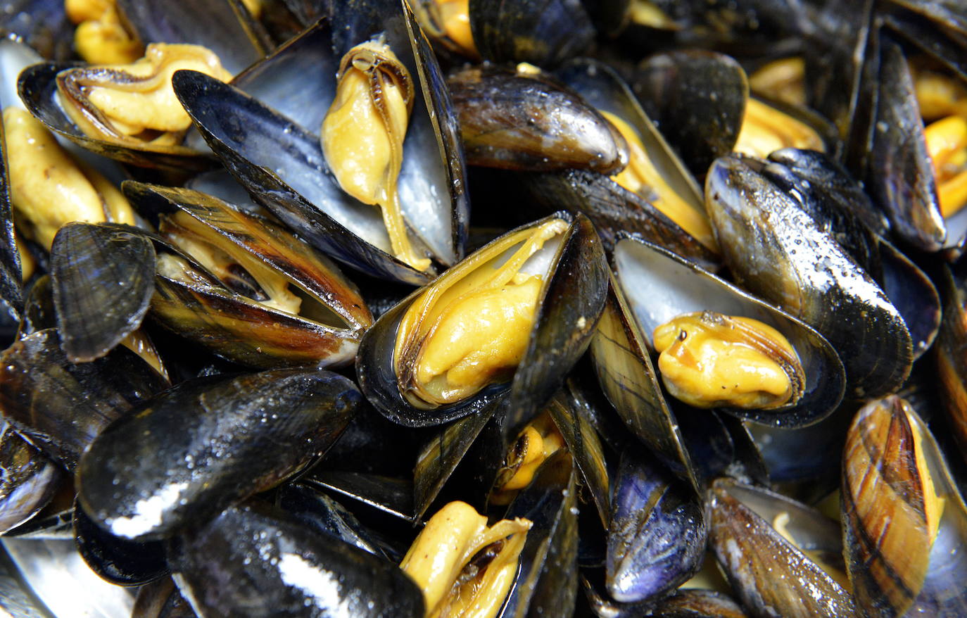 Mejillones. Puede que el molusco de concha más conocido en el mundo sea el mejillón. Se trata de un bivalvo que vive formando comunidades numerosas y colonizando grandes zonas de roca a las que se adhieren mediante los filamentos que se encuentran en su pie. Se desarrolla a poca profundidad en la zona muy batidas con mucha materia orgánica en suspensión. Posee una concha alargada y estriada, de un tono azulado más o menos oscuro. En Cantabria se le conoce también con el nombre de 'mocejón'.