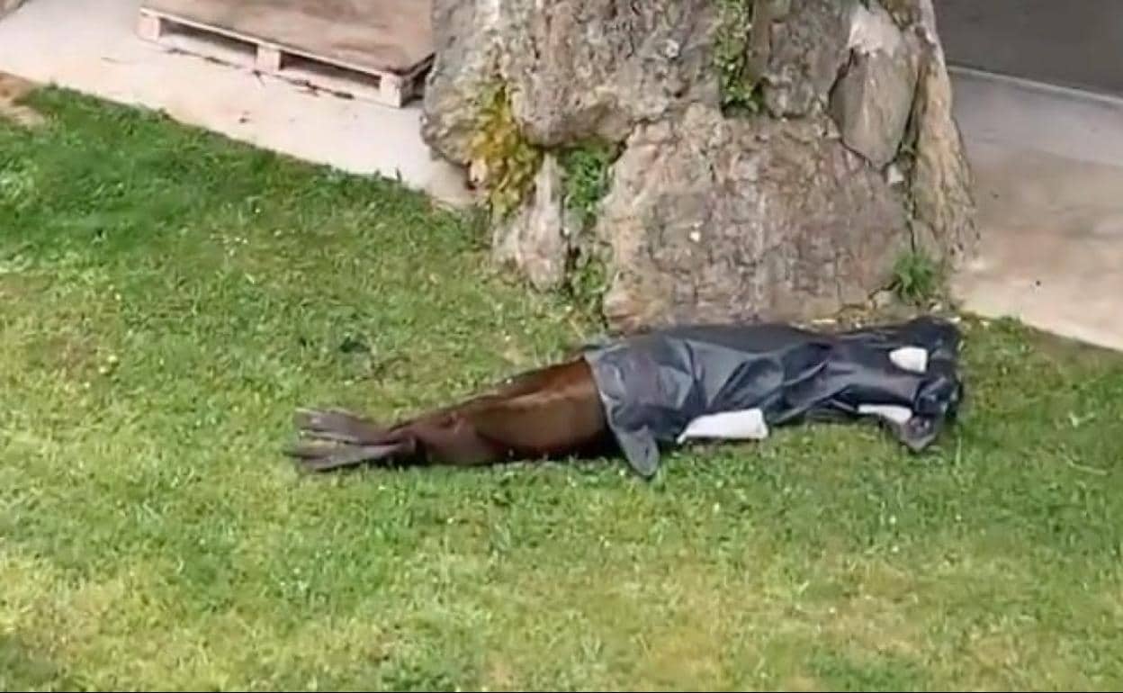 Un león marino muerto y tapado con una bolsa en el recinto de La Magdalena.