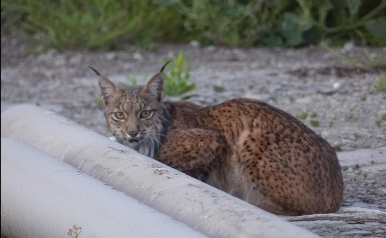 Lince refugiada en una fábrica de cemento.