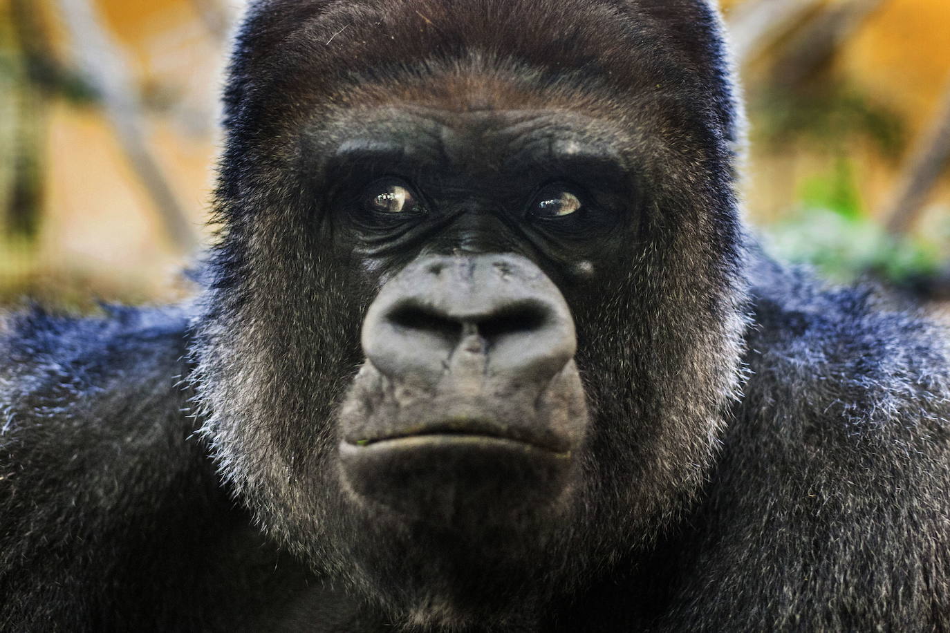 Nicky, jefe de la familia de gorilas de llanura.