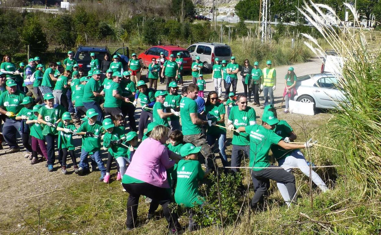 Grupo de voluntarios del Plan Provoca arrancando entre todos unos enormes plumeros.