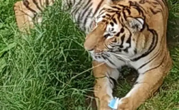 Un tigre de Cabárceno se come una mascarilla que ha caído en su recinto