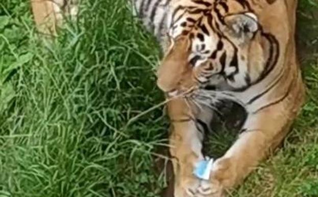 El tigre de Cabárceno que se comió una mascarilla «está bien y en observación»