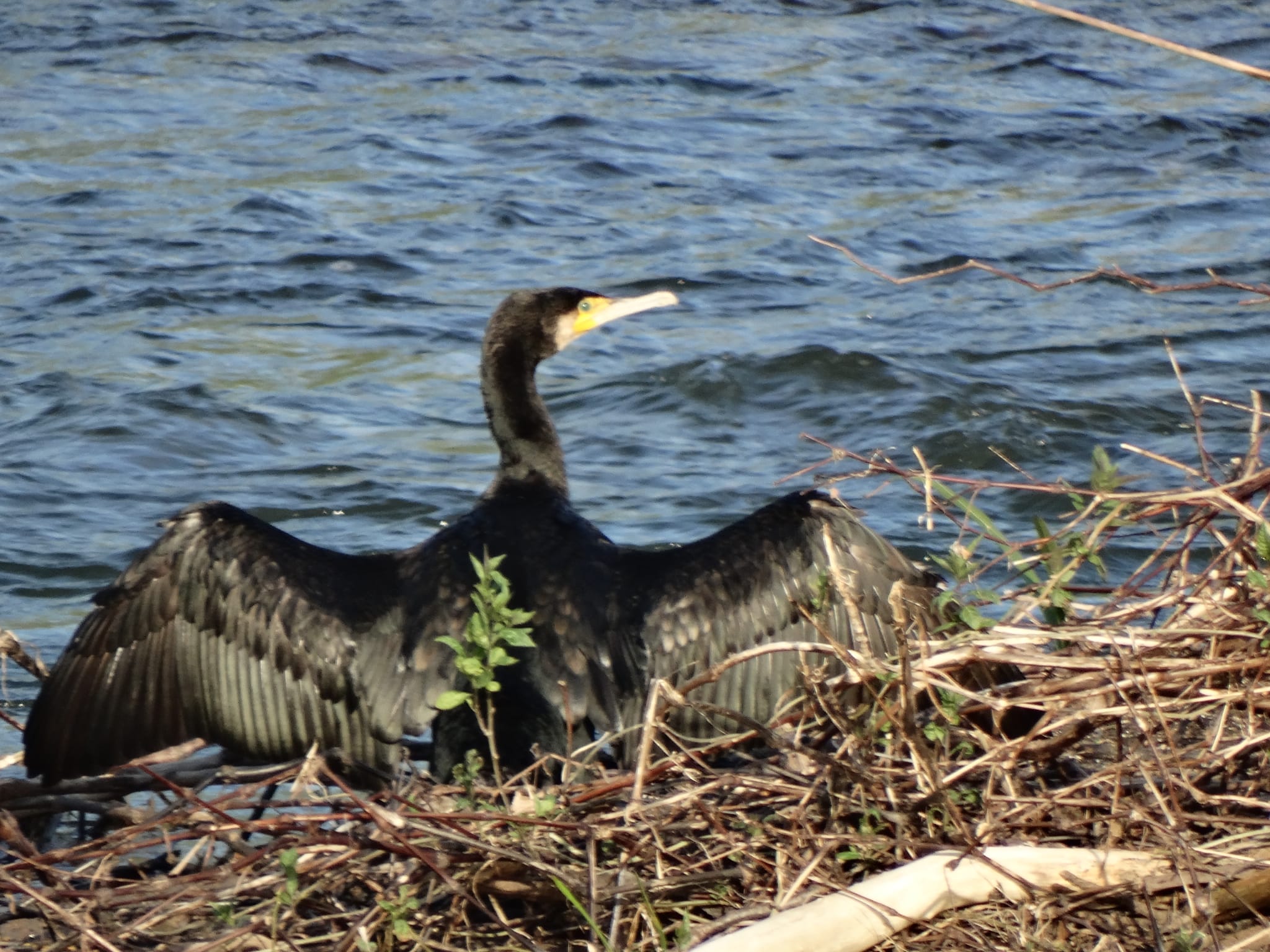 Cormorán grande en la ría de San Martín