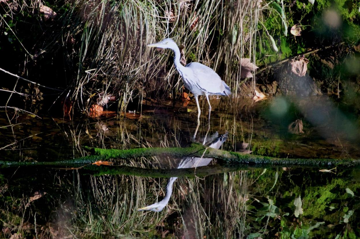 Una garza real, en la ría de San Martín de la Arena. 