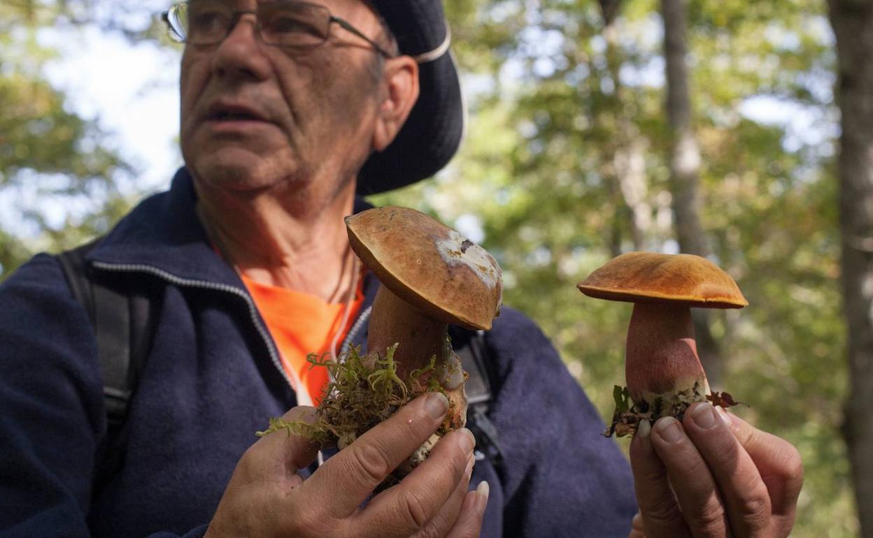 Imagen de 2014 de Alberto Pérez, recogiendo setas en el monte Canales de Silió.