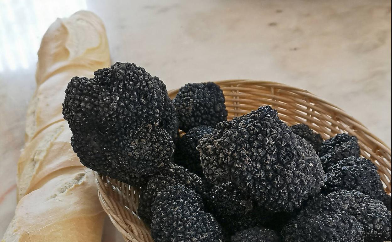 El hallazgo de trufas en Cantabria, una oportunidad para el mundo rural