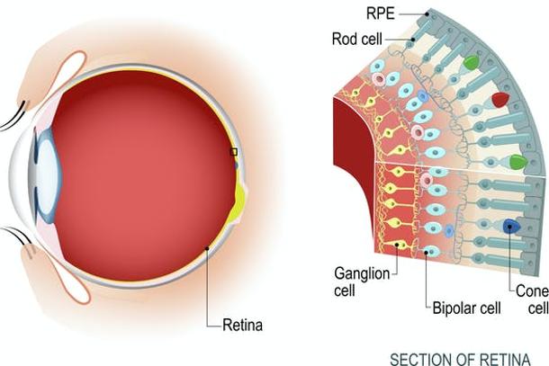 La luz llega hasta la parte posterior del globo ocular, que la percibe gracias a los bastoncillos y conos. Éstos envían señales visuales al cerebro. 