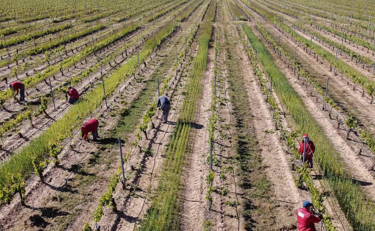 Trabajadores recogiendo la uva en Aranda de Duero (Burgos).