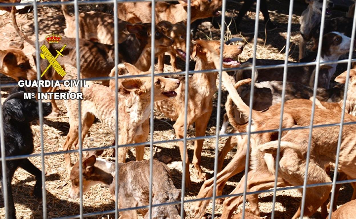 La Guardia Civil salva la vida a 41 perros en una finca de Toledo