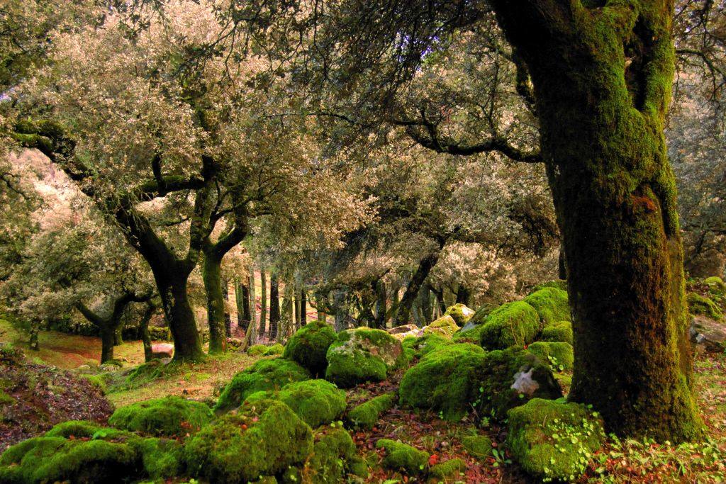 Sierra de Grazalema, Cádiz.