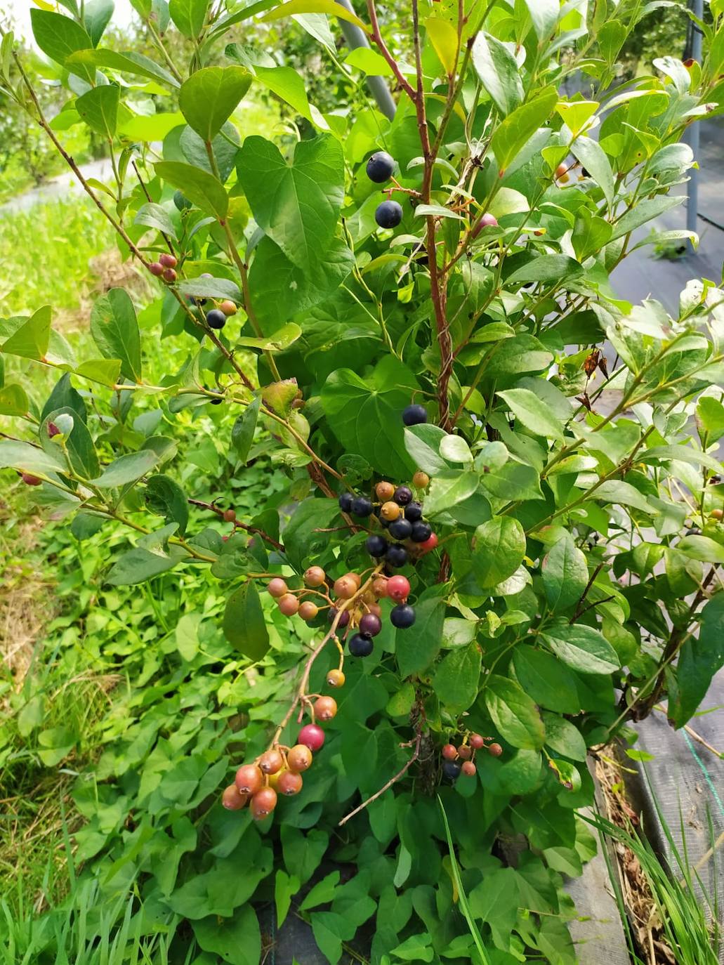 Los frutos del arándano en el arbusto, pudiéndose advertir las diferencias de maduración. 