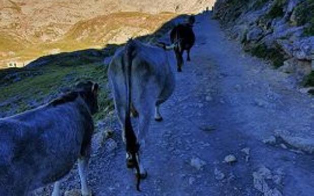 Vacas tudancas en la ruta refugio Cabaña Verónica