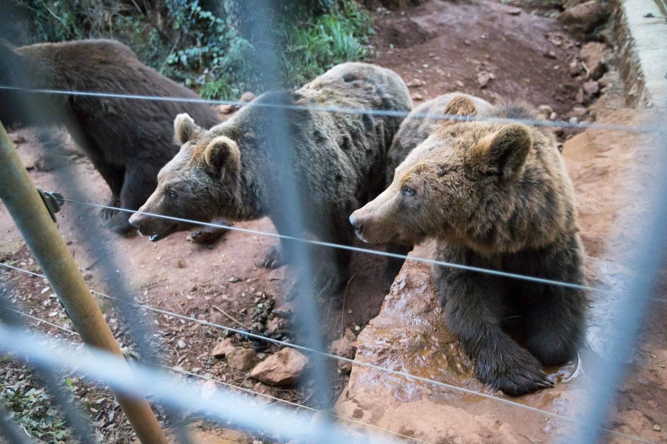 Imágenes de una visita nocturna al Parque de la Naturaleza de Cabárceno, una experiencia que se pone en marcha coincidiendo con el periodo en el que se producen la berrea y la ronca.