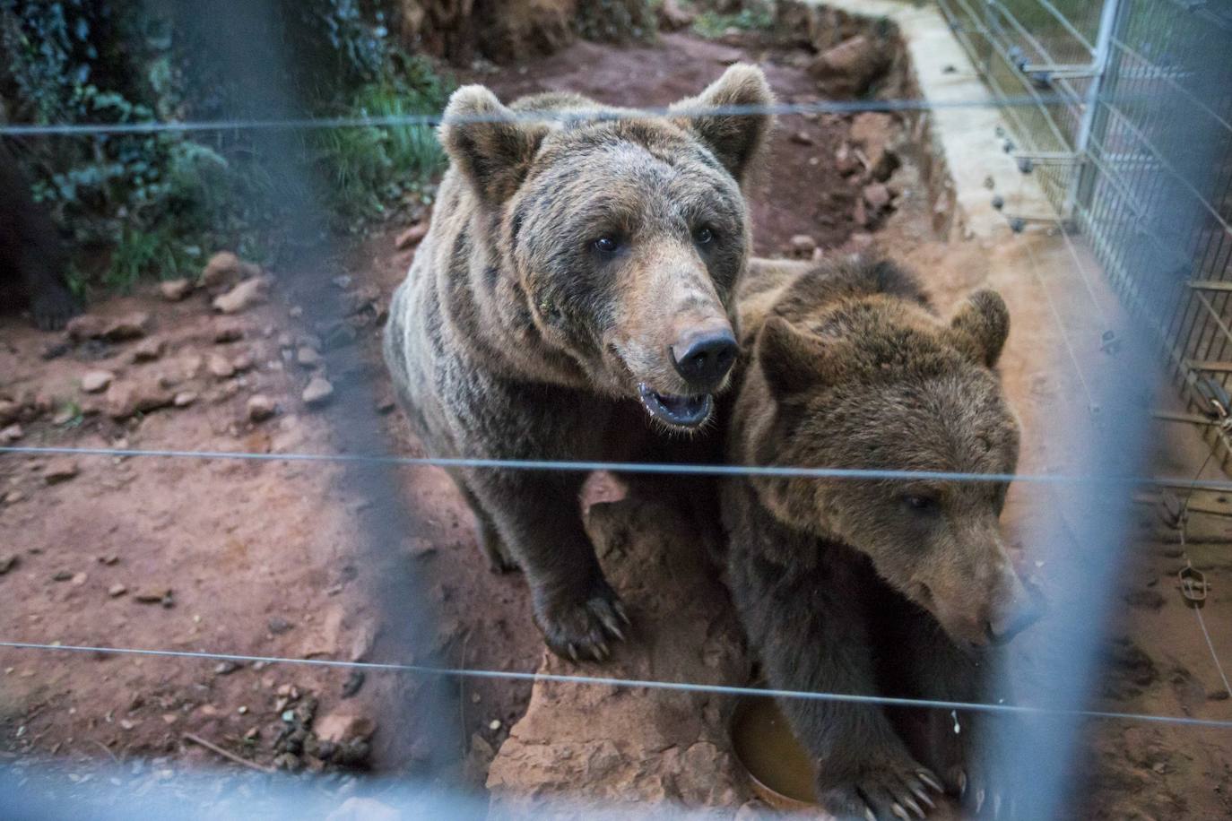 Imágenes de una visita nocturna al Parque de la Naturaleza de Cabárceno, una experiencia que se pone en marcha coincidiendo con el periodo en el que se producen la berrea y la ronca.