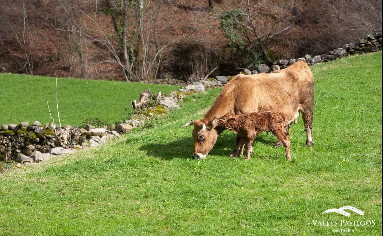 La vaca pasiega está reconocida desde 2007 como raza autóctona de Cantabria. 