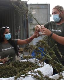 Imagen secundaria 2 - La otra cara del cannabis, un cultivo legal