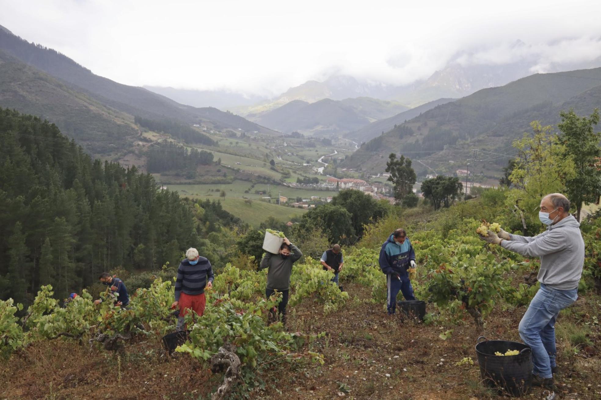 Familiares y amigos de la empresa Los Camachos en la viña de Las Adras (Potes).