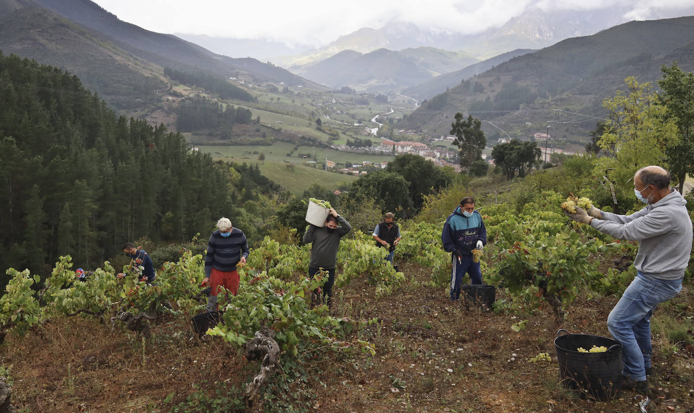 Familiares y amigos de la empresa Los Camachos en la viña de Las Adras (Potes).