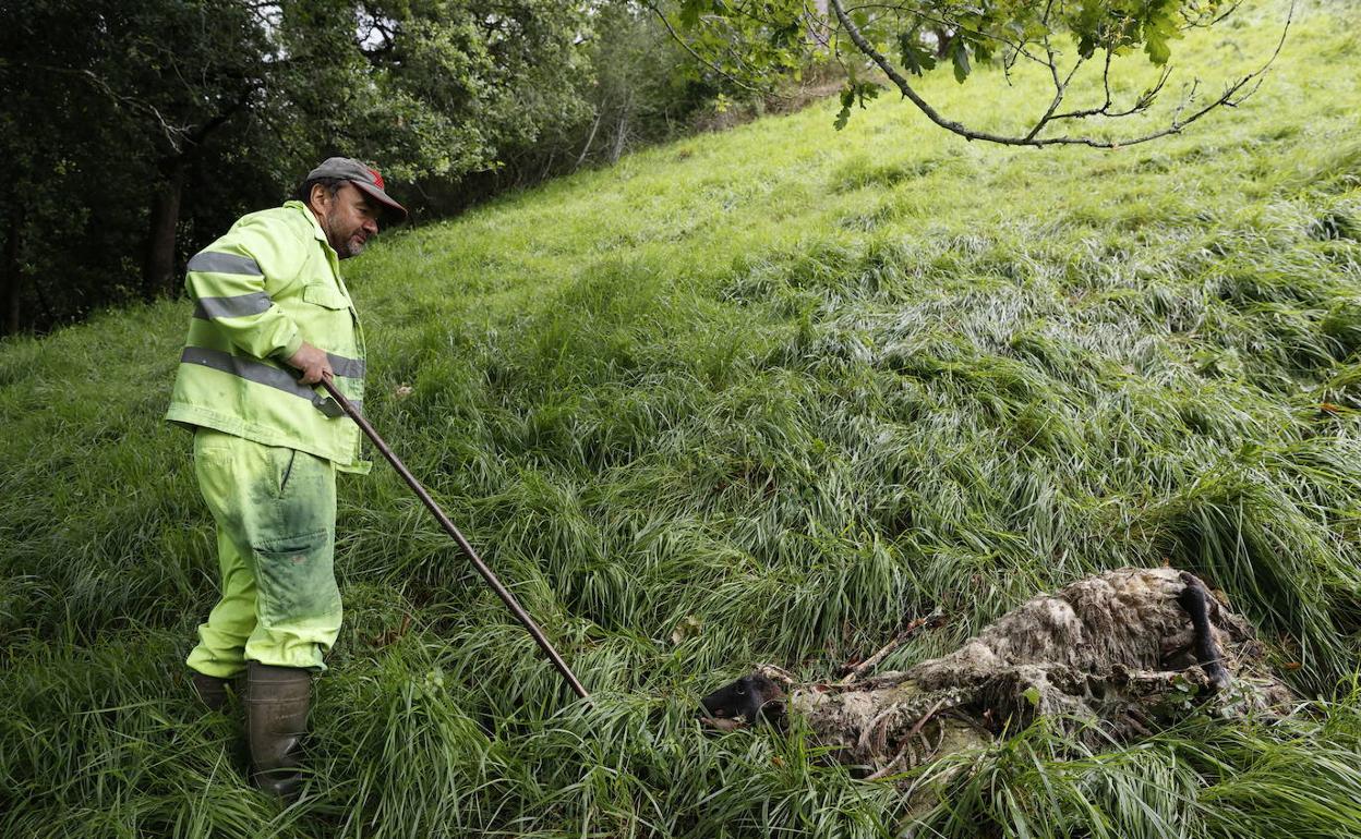 Un ganadero muestra una oveja atacada por un lobo 