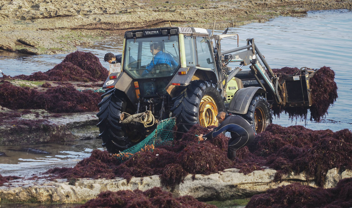 Los recolectores del 'oro rojo del mar' vuelven a enfrentarse, un año más, a unas condiciones de trabajo «que no vemos justamente recompensadas»