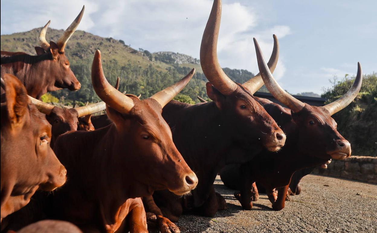 Los watusis de Cabárceno.