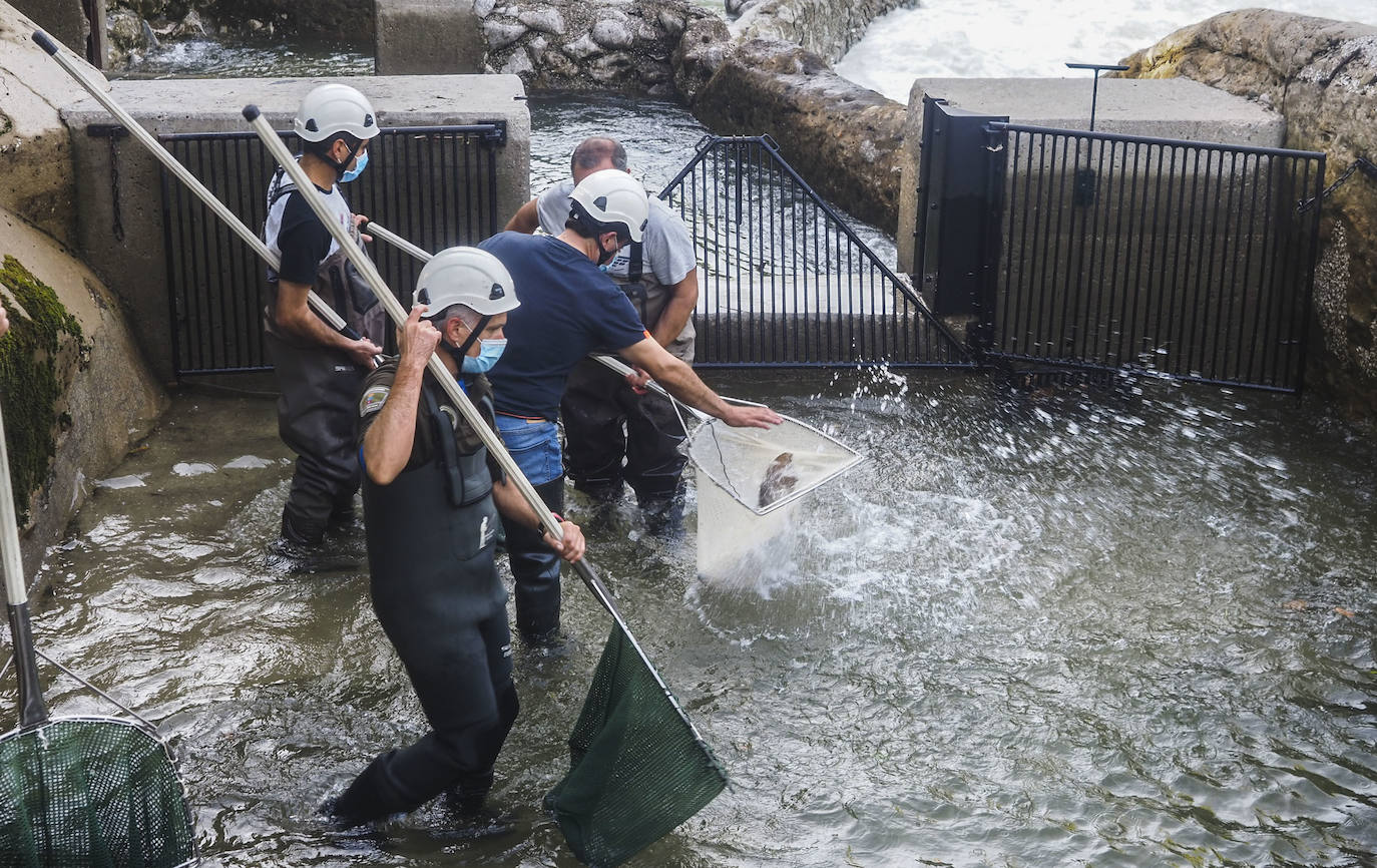 Se han abierto las escalas del río Pas este fin de semana con el fin de que los peces remontar el río y desovar aguas arriba.